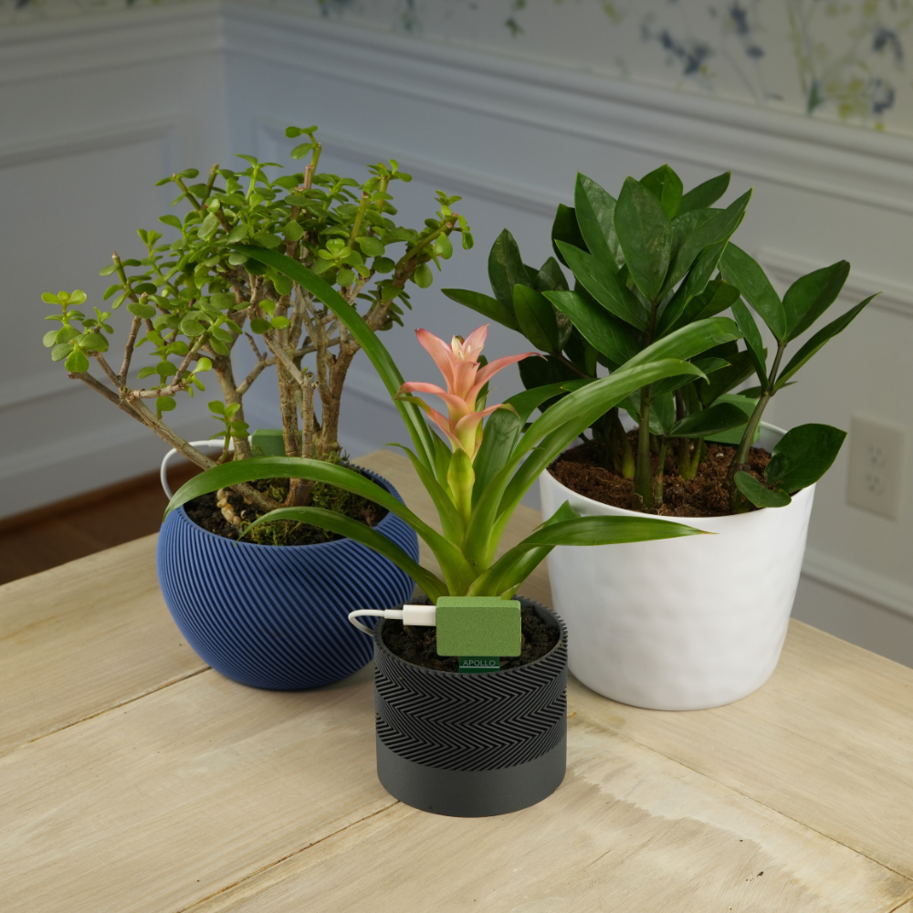 Apollo PLT-1 Apollo PLT-1